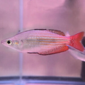 Deep water Creek Rainbowfish (Melanotaenia Splendida)