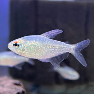 Diamond Tetra - Moenkhausia pittieri