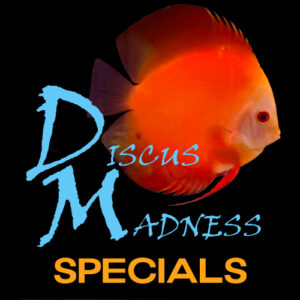 DM Specials