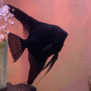Double Black Velvet Angelfish<br >