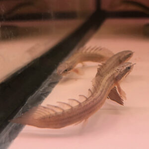 Palmas Dragonfish (Short-fin bichar) - Polypterus palmas