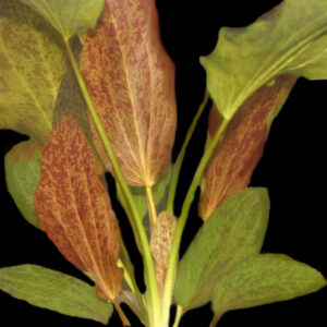 Red Amazon Sword (Echinodorus red flame) - Potted<br >