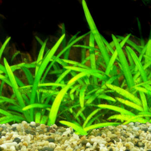 Dwarf Sagittaria / Sagittaria Nana (Sagittaria subulata)