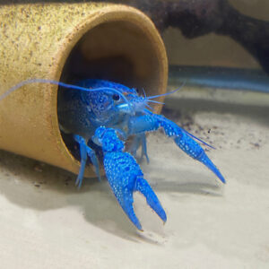 Electric Blue Cray Fish <br >