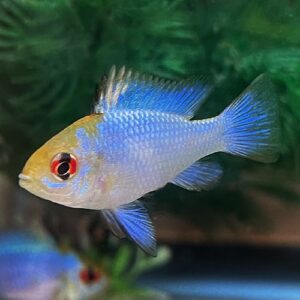 Electric Blue Rams<br >