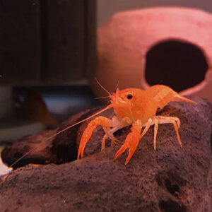 Shrimp and Crayfish