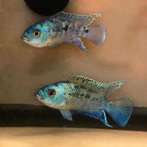 Electric Blue Jack Dempsey (Rocio octofasciata)