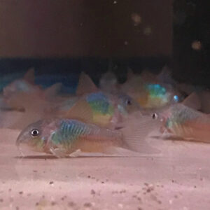 Emerald Green Cory<br >Currently Unavailable