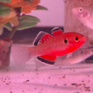 Empire Gudgeon (Hypseleotris compressa) <br >