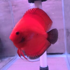 Fire Red<br >Currently Unavailable