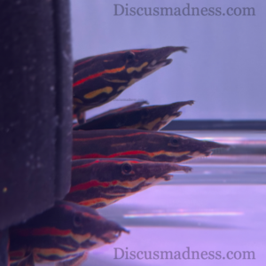 Fire Eel (Mastacembelus erythrotaenia)<br >