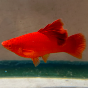 Firecracker Swordtail<br >