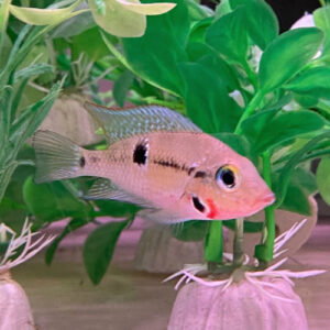 Firemouth cichlid (Thorichthys meeki)<BR >CURRENTLY UNAVAILABLE