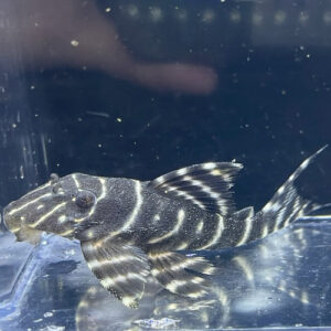 L204 - Flash Pleco (Panaqolus albivermis)<BR >CURRENTLY UNAVAILABLE
