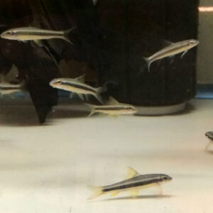 Flying Fox Fish <br >