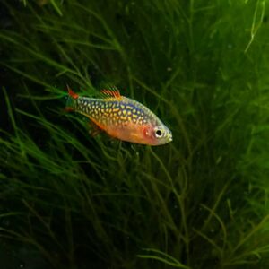 Galaxy Rasbora (Danio margaritatus)<br >