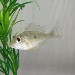 Geophagus altifrons