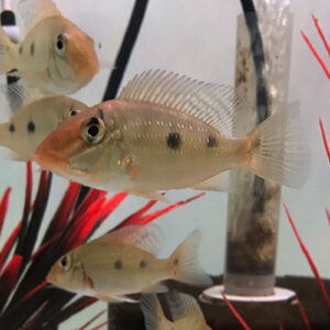 Geophagus Daemon - Three Spot Eartheater (Satanoperca daemon)
