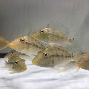 Geophagus Jurupari (Satanoperca jurupari)