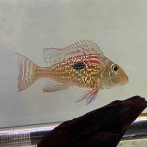 Geophagus