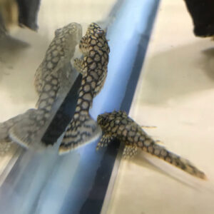 German Honeycomb Bristlenose Pleco (Ancistrus sp. `WABENMUSTER`)<br >