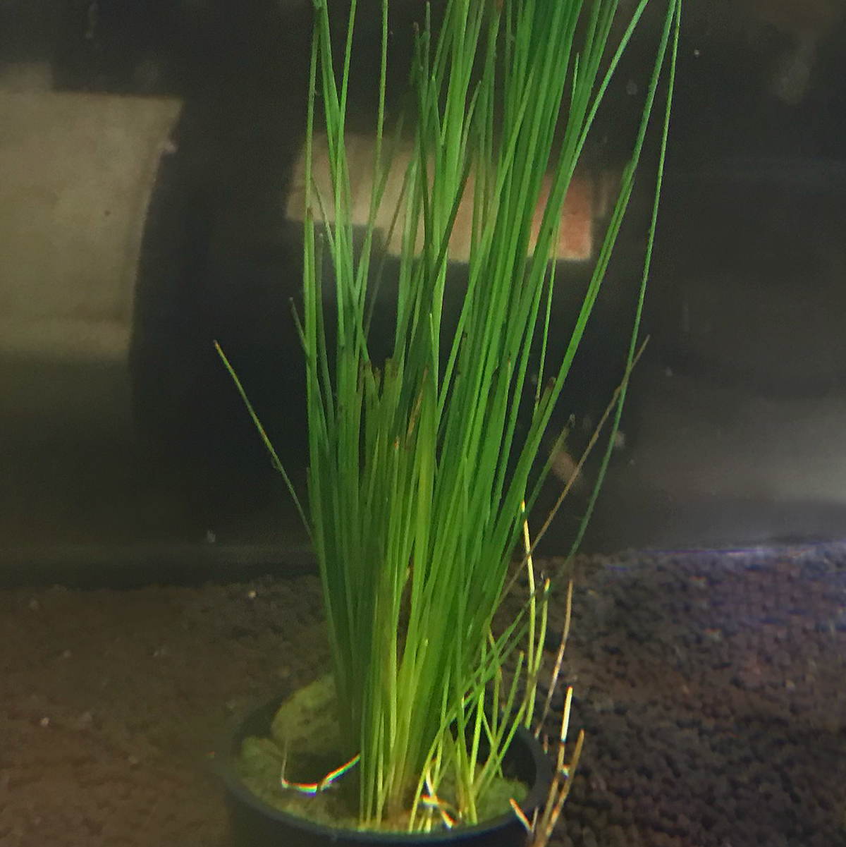 Giant Hairgrass Eleocharis montevidensis Live Aquarium Plants 5 large clumps 