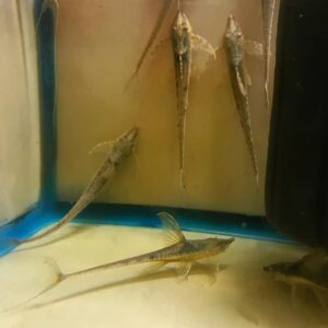 Giant Whiptail (Marble Sturisoma) - Sturisomatichthys aureus <BR >