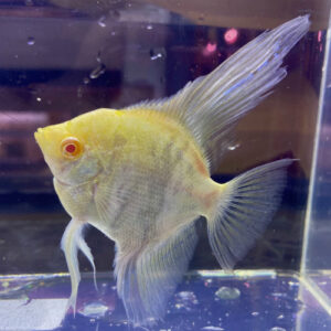 Gold Marble w/Red Eye ALBINO Angelfish<br >