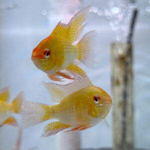 Hi-fin Gold Ram<br >