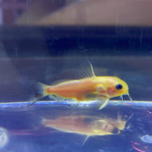 Synodontis Nigrita Gold