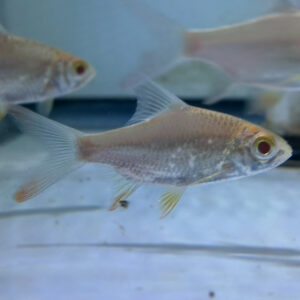 Golden (Albino) Tin Foil Barb