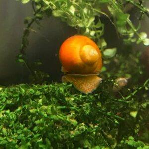 Gold Mystery Snail (Pomacea bridgesii)