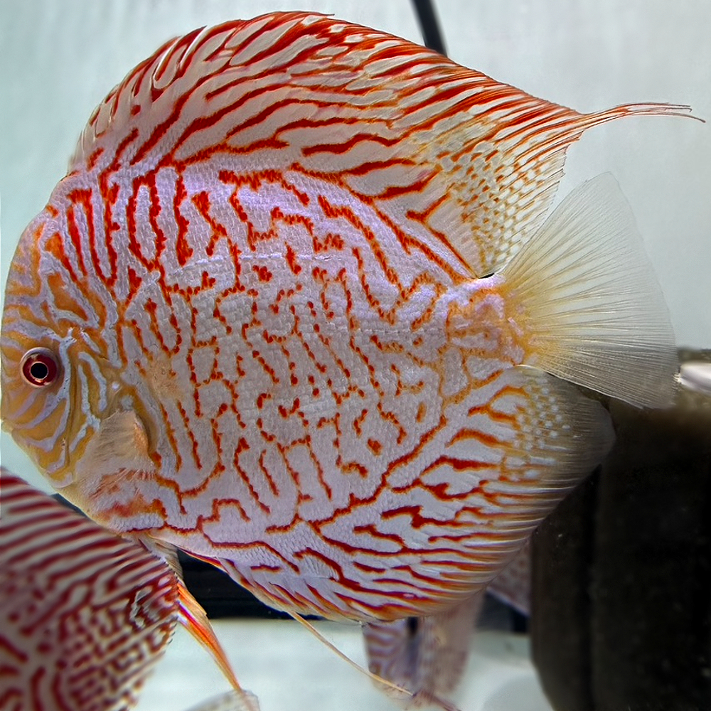 Golden Tiger Jumbo 7+inches