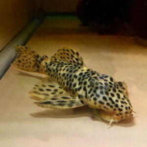 L172 Golden Vampire Pleco (Leporacanthicus heterodon)