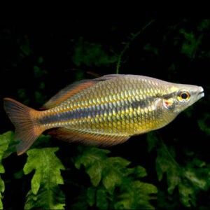 Goyder River Rainbow (Melanotaenia trifasciata)