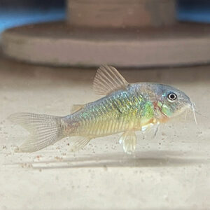 Green Cory (C. Aeneus Corydora)