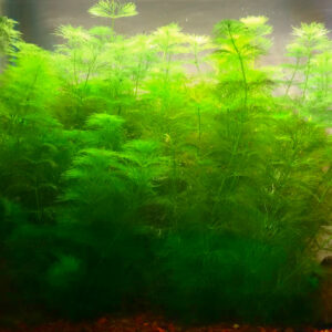 Green Cabomba (Cabomba caroliniana)