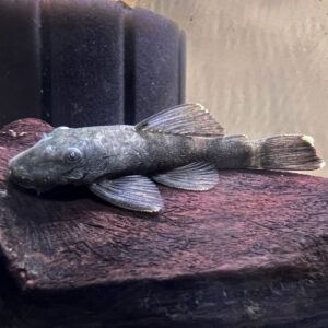 Green Dragon Ancistrus Pleco