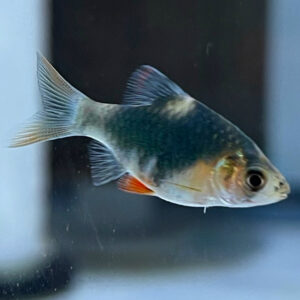 Green Moss Tiger Barb (Puntius tetrazona)<br >