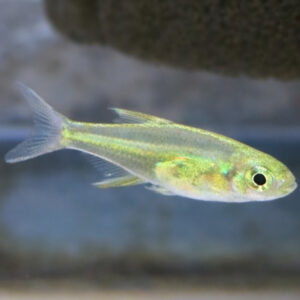 Green Neon Rasbora (Microdevario Kubotai)