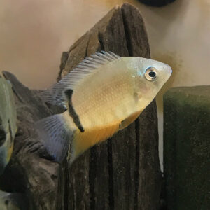 Green Severum (Heros severus)