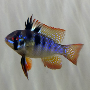 Black X Blue Ram Hybrids<br >