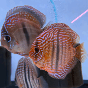 Blue Heckel "Original Strain"