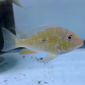 Threadfin Geophagus Heckelii (Acarichthys heckelii)