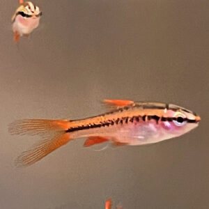 Long Fin Cherry Barb<BR >SOLD IN M/F pairs