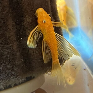 Albino Blue Eyed Hi-Fin Ancistrus Pleco (L144) <br > Currently Unavailable
