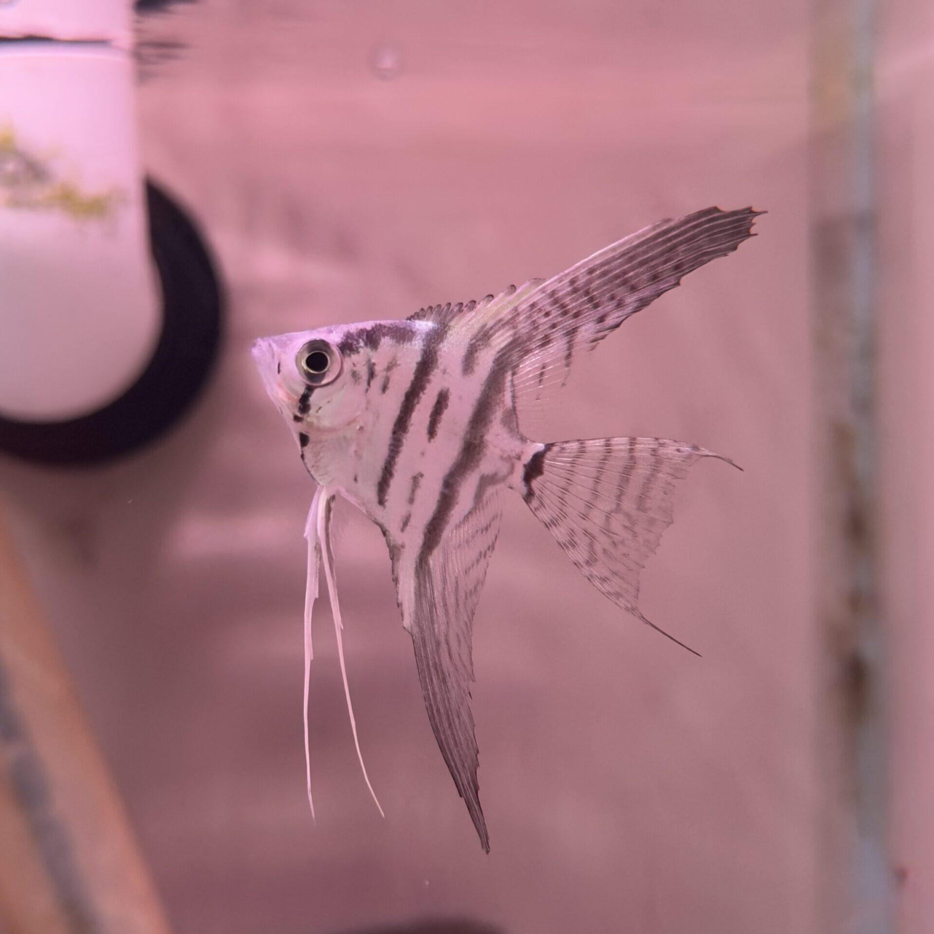 Philipine Blue Veil Tail Angelfish