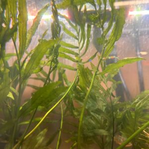Bolbitis Heudelotii