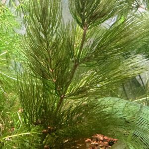 Hornwort (Ceratophyllum demersum)