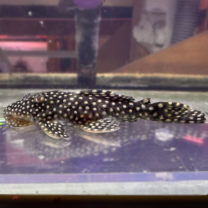 L029 Vampire Pleco (Leporacanthicus galaxias)